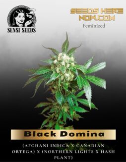 Black Domina (Feminized) (space) Sensi Seeds