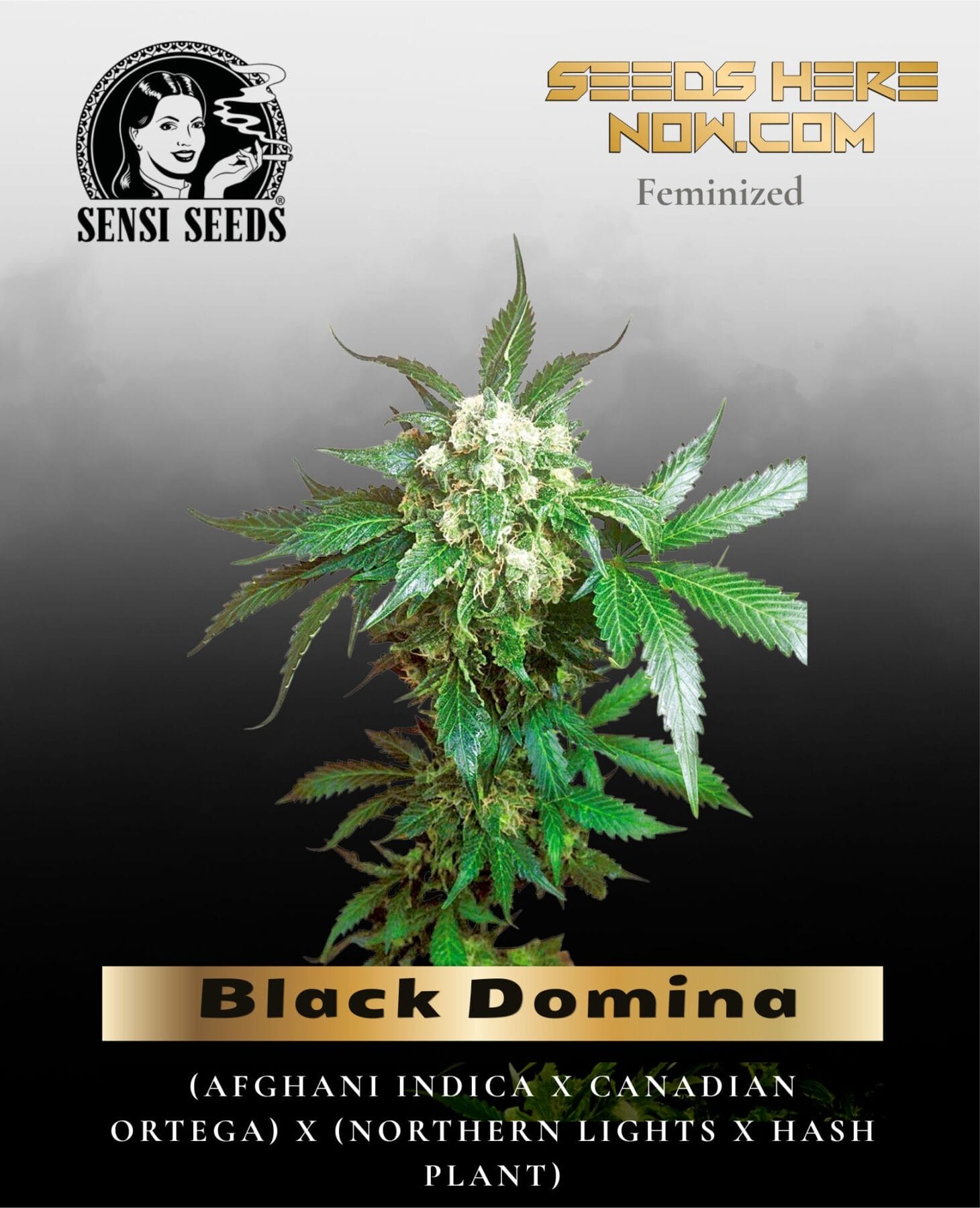 Black Domina (Feminized) - Sensi Seeds
