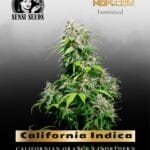 California Indica (Feminized) - Sensi Seeds