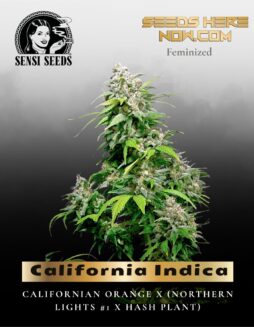 California Indica (Feminized) (space) Sensi Seeds