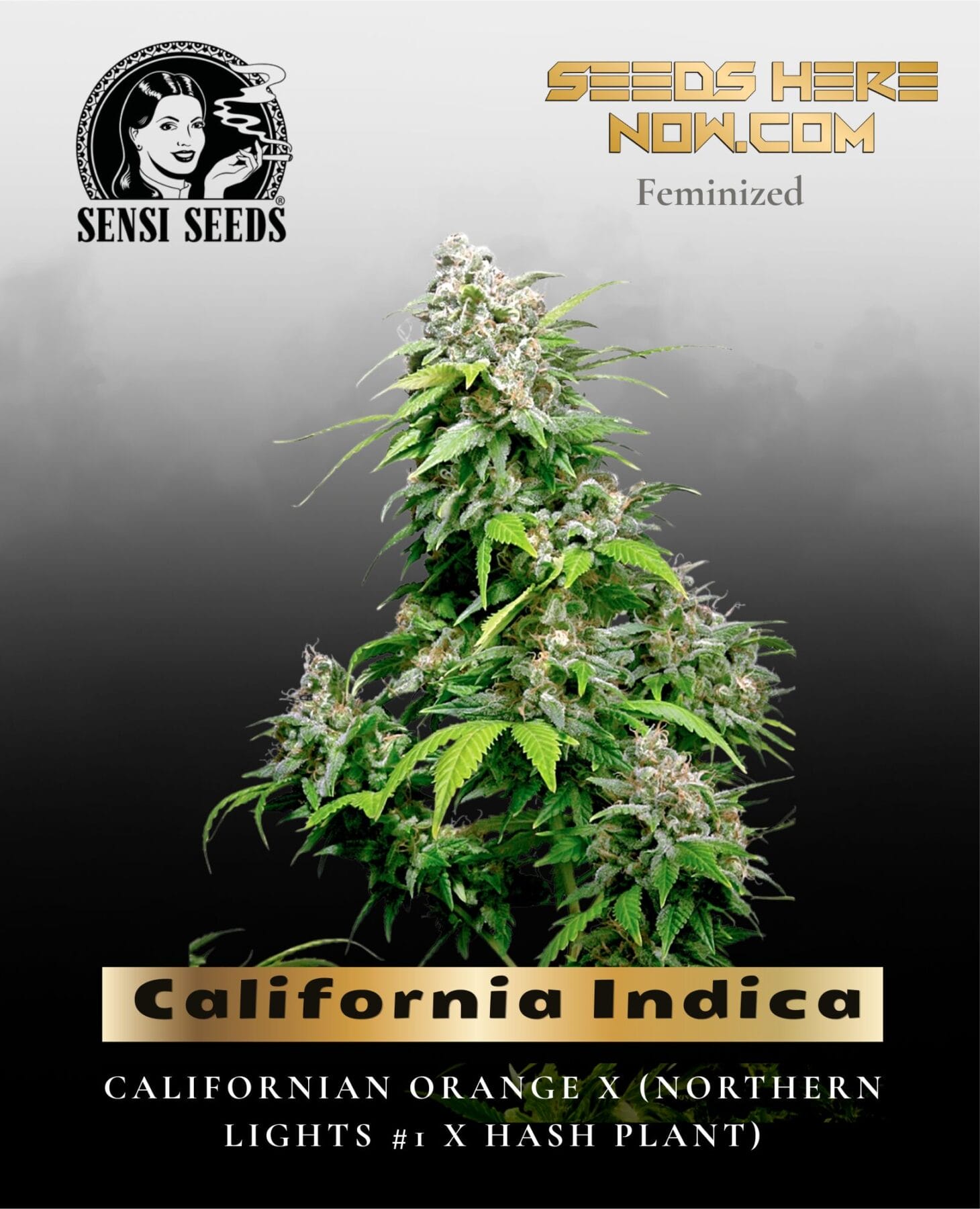California Indica (Feminized) - Sensi Seeds