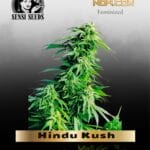 Hindu Kush (Feminized) - Sensi Seeds