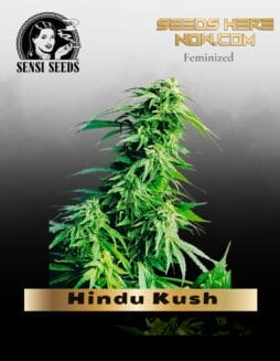 Hindu Kush (Feminized) (space) Sensi Seeds