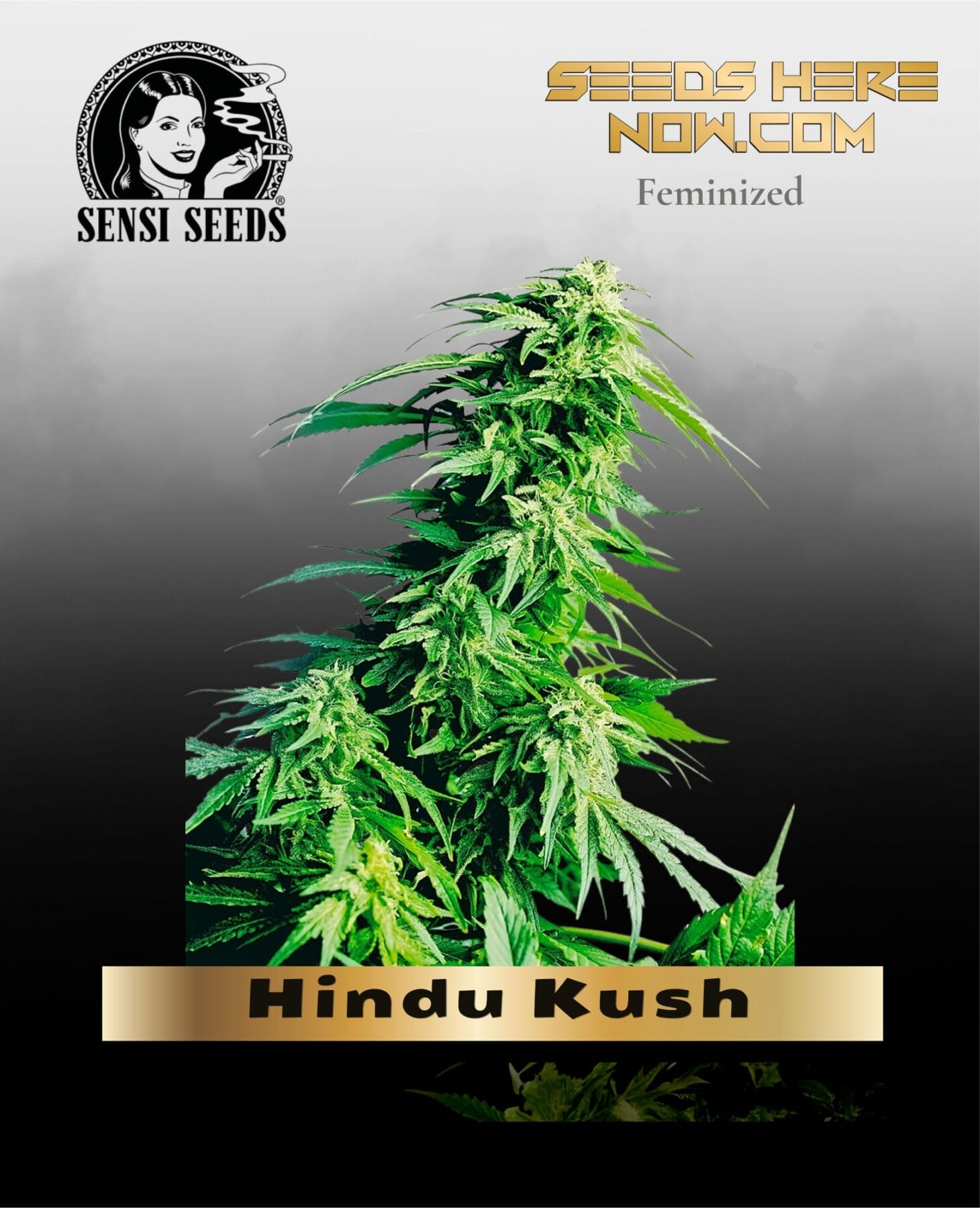 Hindu Kush (Feminized) - Sensi Seeds