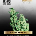 Jack Herer (Feminized) - Sensi Seeds