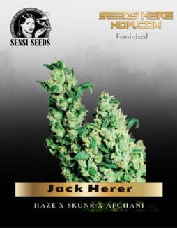 Jack Herer (Feminized) (space) Sensi Seeds