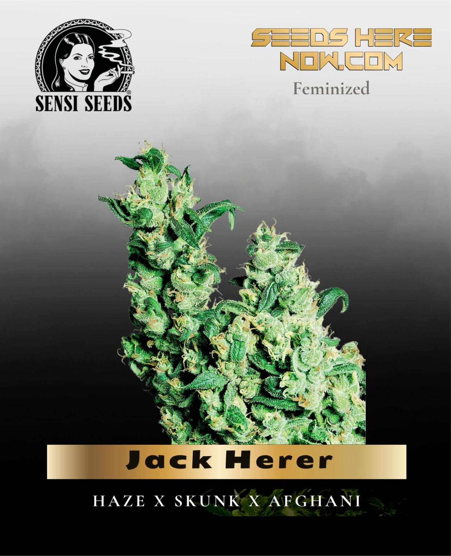 Jack Herer (Feminized) - Sensi Seeds