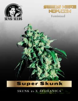 Super Skunk (Feminized) (space) Sensi Seeds
