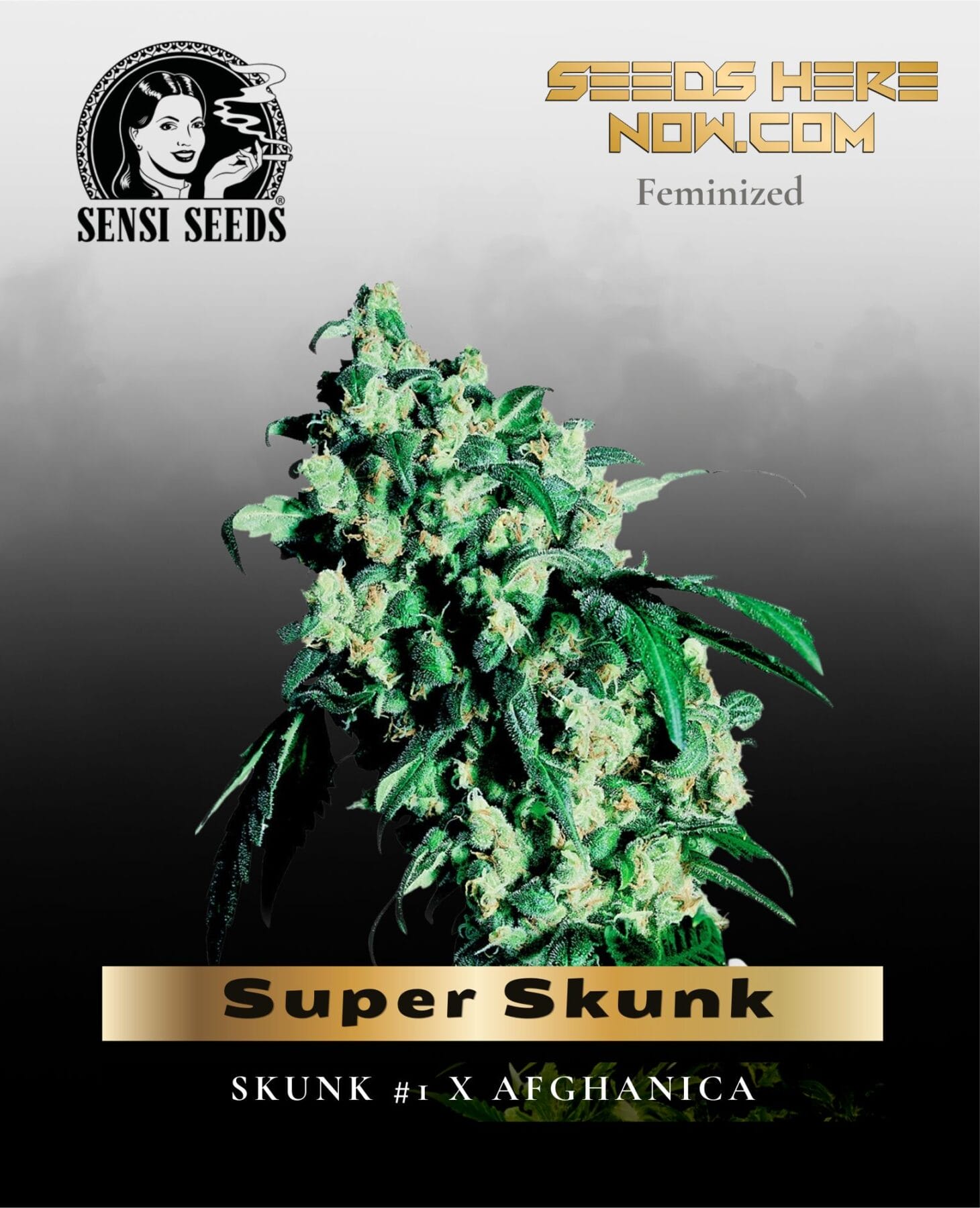 Super Skunk (Feminized) - Sensi Seeds