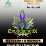 Sergeant Sherbert (Feminized) - Exotic Genetix