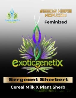 Sergeant Sherbert (Feminized) (space) Exotic Genetix