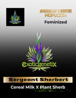 Sergeant Sherbert (Feminized) (Space) Exotic Genetix – Sergeant Sherbert (Feminized) (space) Exotic Genetix