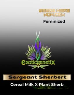 Sergeant Sherbert (Feminized) (space) Exotic Genetix