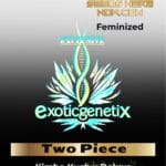 Two Piece (Feminized) - Exotic Genetix
