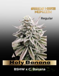 Holy Banana (Regular) (space) Utopia