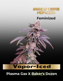 Vapor(space)Iced (Feminized) (space) Exotic Genetix