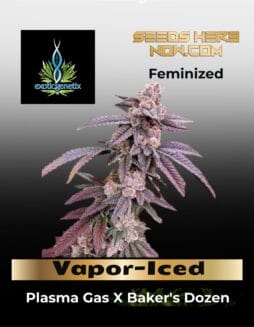 Vapor(Space)Iced (Feminized) (Space) Exotic Genetix – Vapor(space)Iced (Feminized) (space) Exotic Genetix