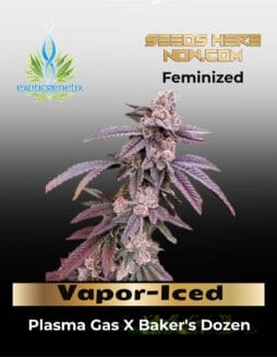 Vapor(space)Iced (Feminized) (space) Exotic Genetix