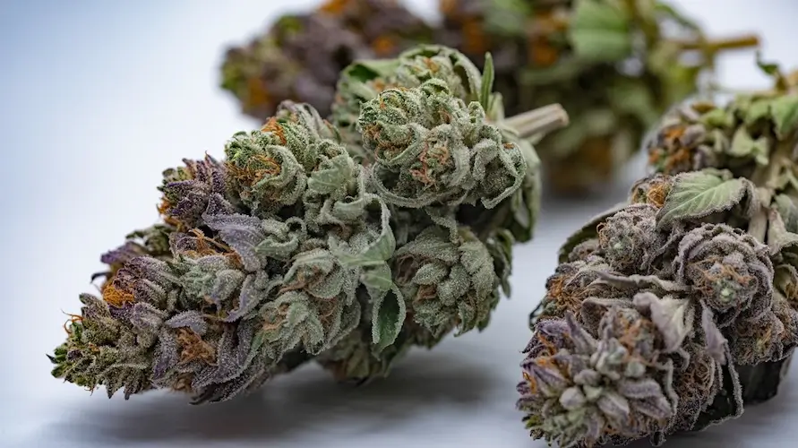 White Zerbert Strain Review And Information β White Zerbert cannabis strain