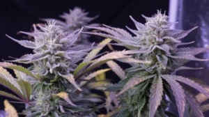 White Zerbert strain review