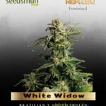 White Widow (Feminized) - Seedsman