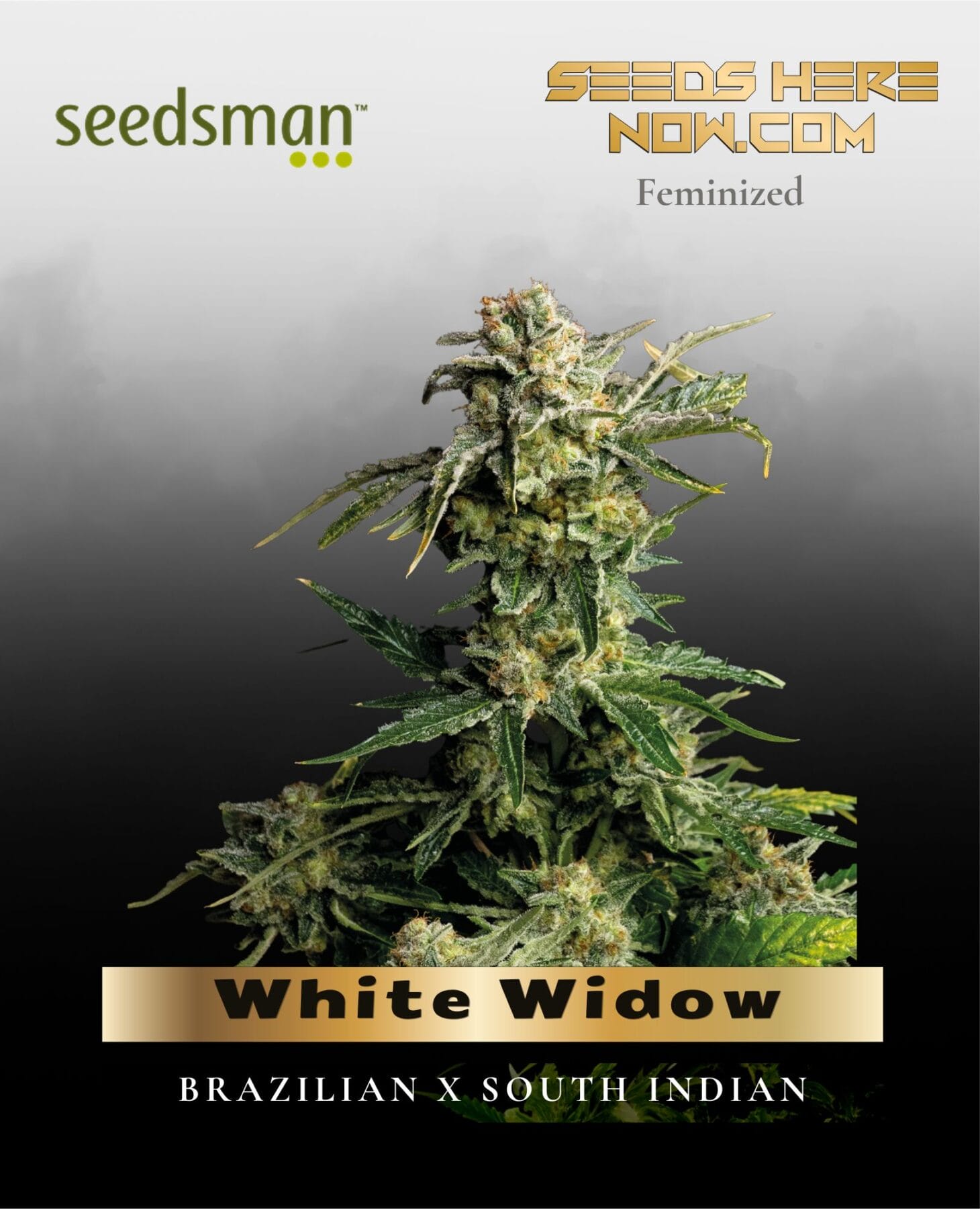 White Widow (Feminized) - Seedsman