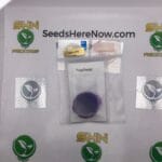 PugsBreath (Regular) – Thug Pug Genetics | Vault Release