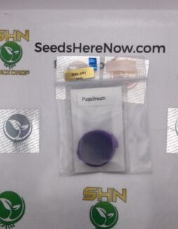 PugsBreath (Regular) – Thug Pug Genetics | Vault Release