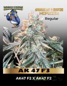 AK 47 F3 (Regular) (space) Katsu Seeds