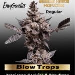 Blow Trops (Regular) - Envy Genetics