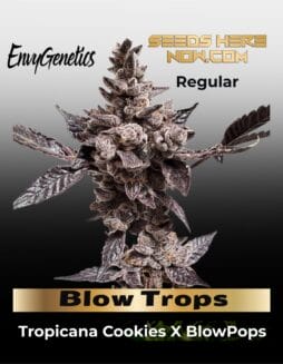 Blow Trops (Regular) (space) Envy Genetics