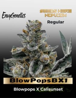 BlowPopsBX1 (Regular) (space) Envy Genetics