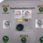 Eye Candy (Regular) – Exotic Genetix | Vault Release