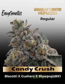 Candy Crush (Regular) (space) Envy Genetics