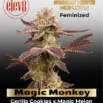 Magic Monkey (Feminized) - Elev8 Seeds