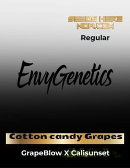 Cotton candy Grapes (Regular) (space) Envy Genetics