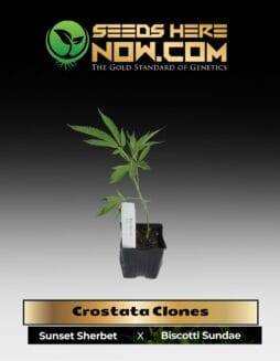 Crostata (Clone) (space) ACC