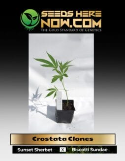 Crostata (Clone) (space) ACC