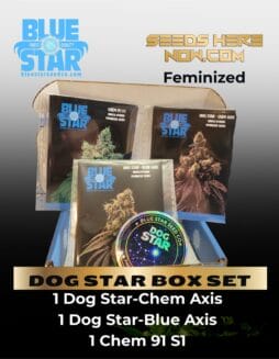 DOG STAR BOX SET (Feminized) (space) Blue Star Seed Co