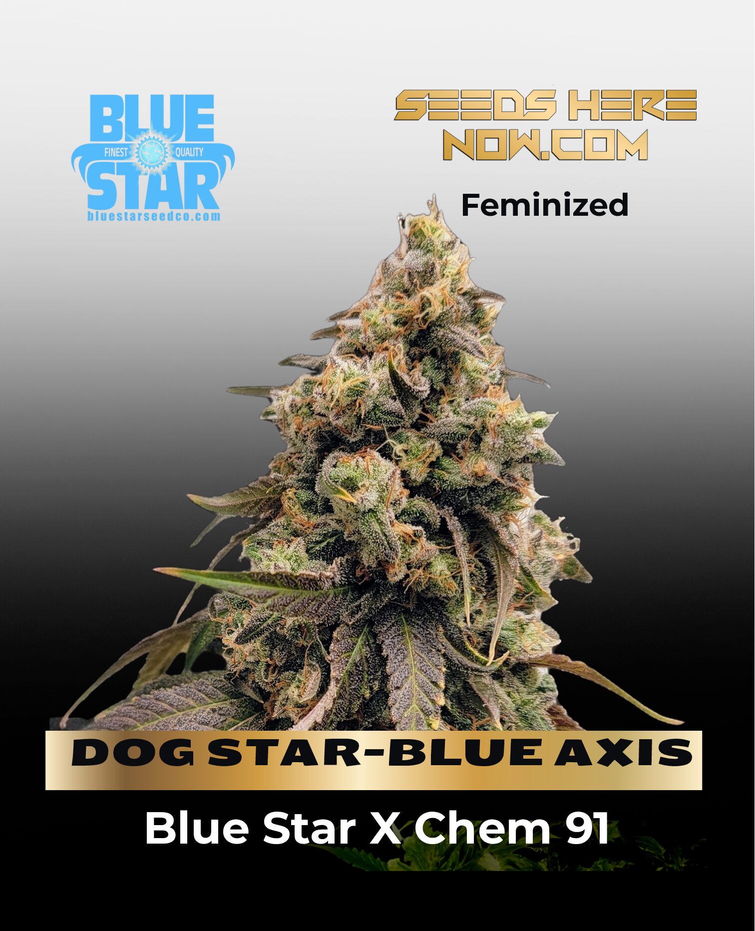 DOG STAR(space)BLUE AXIS (Feminized) (space) BLUE STAR SEED CO