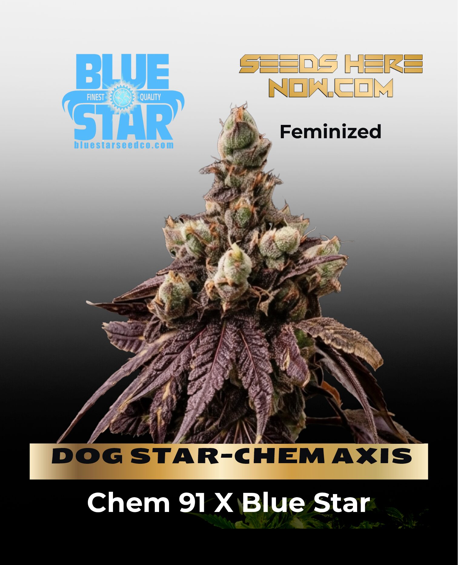 DOG STAR(space)CHEM AXIS (Feminized) (space) BLUE STAR SEED CO