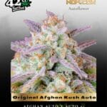 Original Afghan Kush Auto (Feminized) - Fast Buds