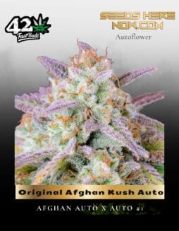 Original Afghan Kush Auto (Feminized) (space) Fast Buds