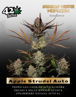 Apple Strudel Auto (Feminized) (space) Fast Buds
