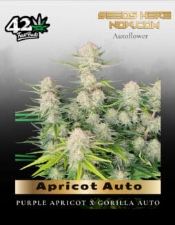 Apricot Auto (Feminized) (space) Fast Buds