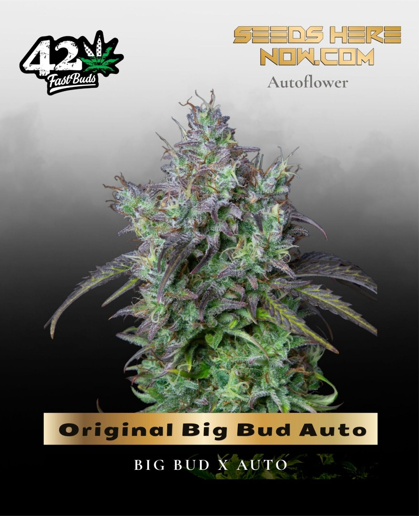 Original Big Bud Auto (Feminized) - Fast Buds
