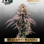 Biscotti Gelato (Feminized) - Fast Buds
