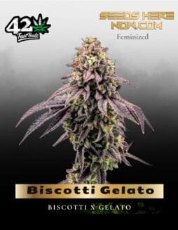 Biscotti Gelato (Feminized) (space) Fast Buds