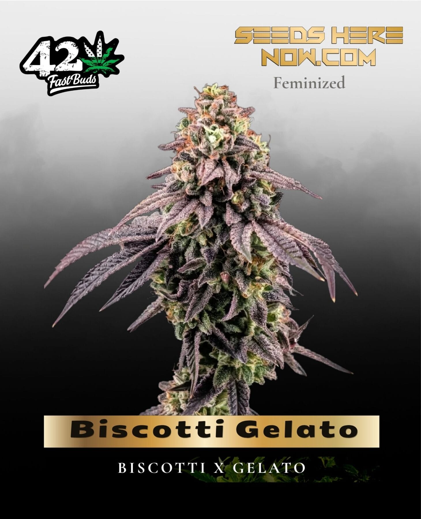 Biscotti Gelato (Feminized) - Fast Buds