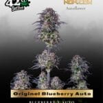 Original Blueberry Auto (Feminized) - Fast Buds
